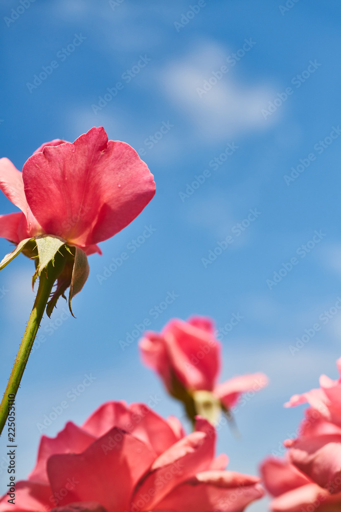 Roses Roses