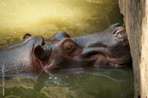 Hippo sleeping in the water with his nose resting on a wall