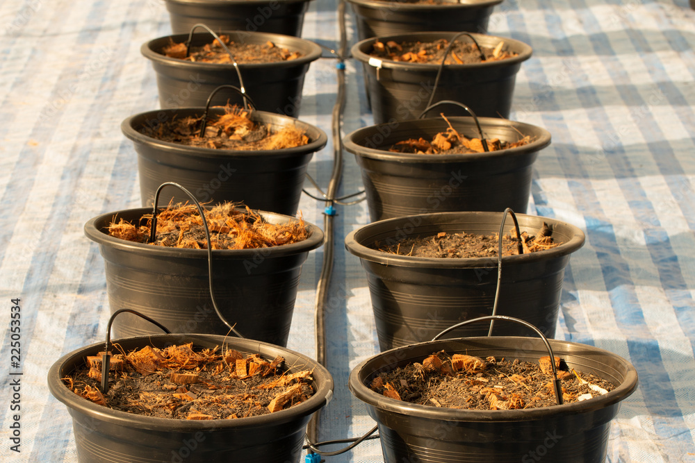 Seedlings from the nursery in the Plastic flower pot,Water with a hose.