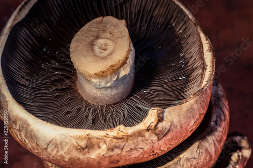 Fotografía Mushrooms close up and isolated