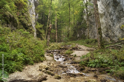 The colors of nature - landscape with a wild forest