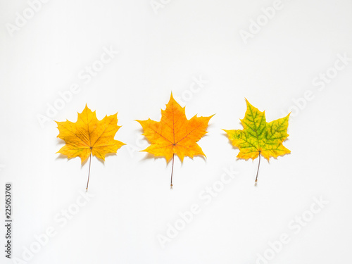 Autumn composition of yellow maple leaves on white background. Flat lay  top view  copy space