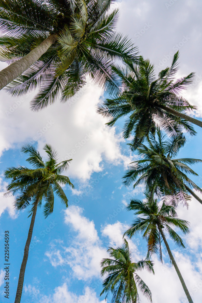 Obraz premium Several Palm trees against blue cloudy sky