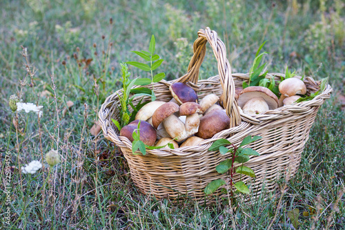 basket full of porcini mushrooms in a field.