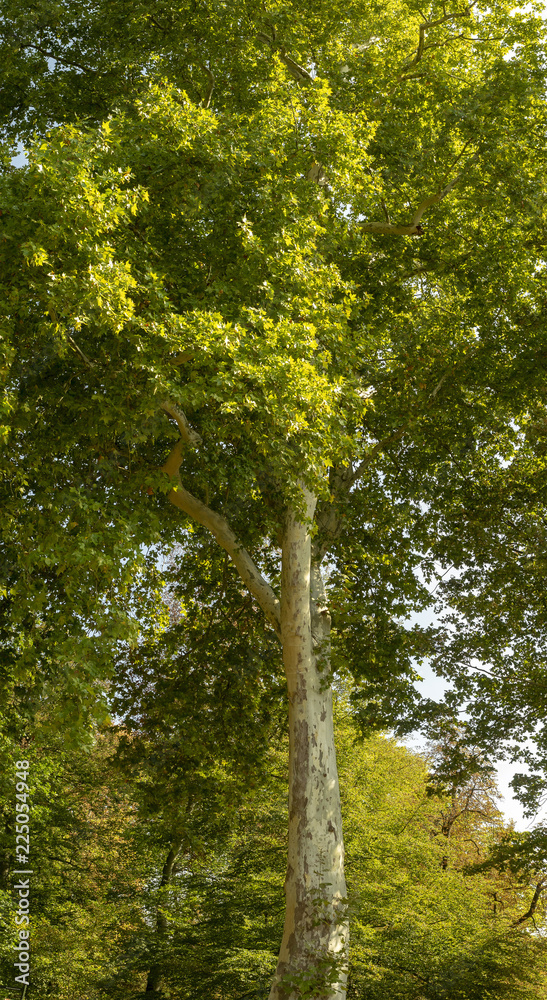 Fototapeta premium Sous un haut, vieux et remarquable platane commun ou platane à feuilles d'érable (Platanus hispanica).