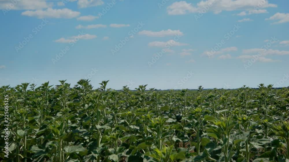 young sunflower field young sunflower field