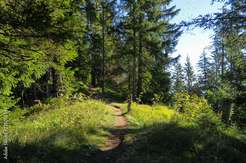 Hiking in the stunning Swiss mountains, view of the alps, green grass, forest swiand footpath