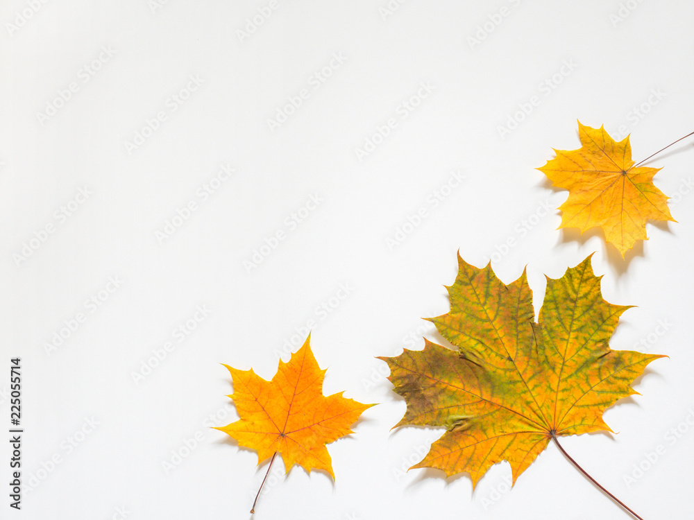 Autumn composition of yellow maple leaves on white background. Flat lay, top view, copy space Autumn composition of yellow maple leaves on white background. Flat lay, top view, copy space