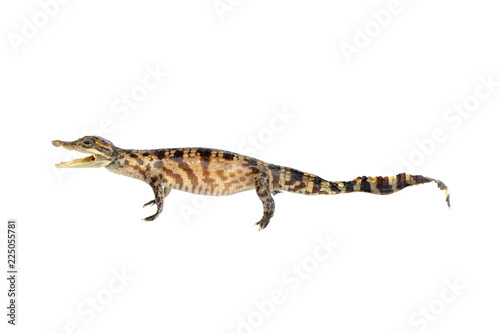 Saltwater crocodile on white background © Valeeporn