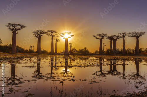 Fototapeta Beautiful Baobab trees at sunset at the avenue of the baobabs in Madagasca