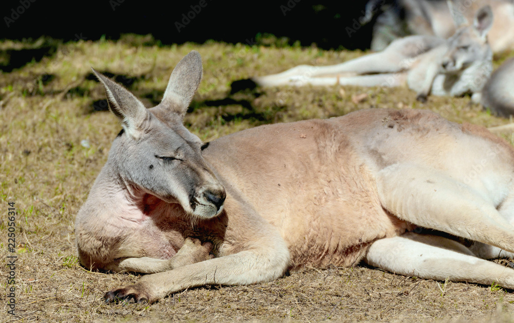 rotes Riesenkänguru