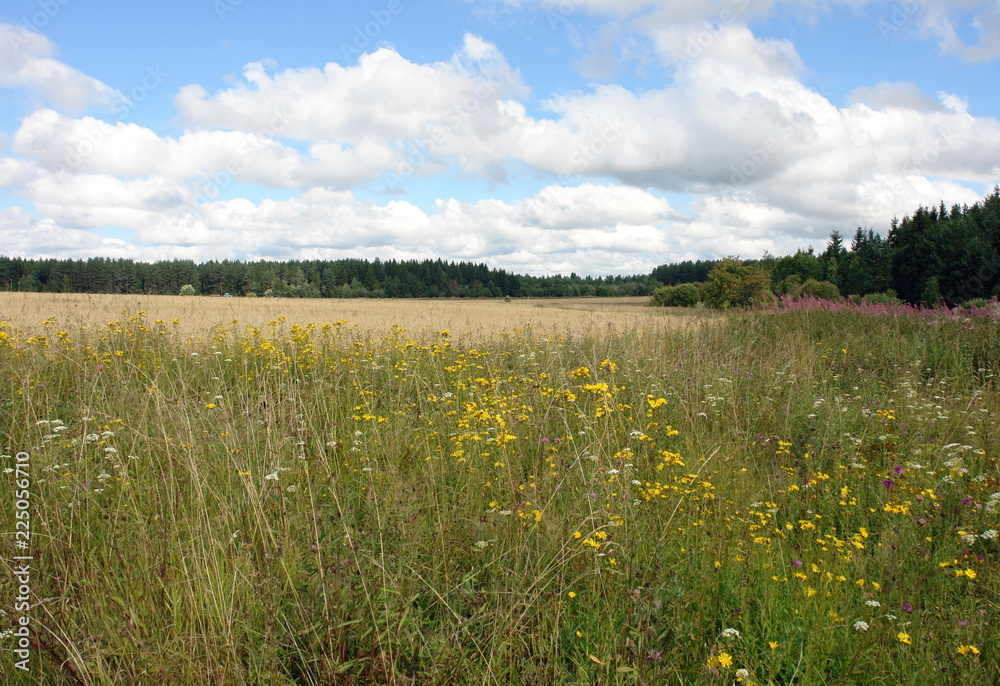 field of yellow flowers