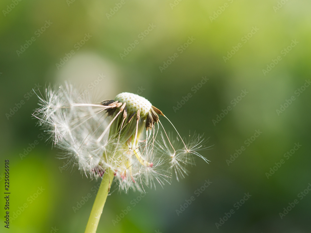 Dandelion with seeds blowing away, spring flower