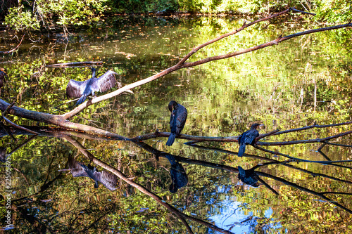 Black herons on trees over water.