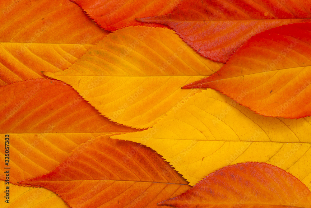 Obraz premium Cherry leaves at fall