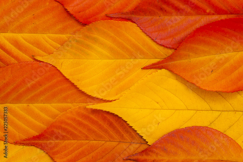 Cherry leaves at fall