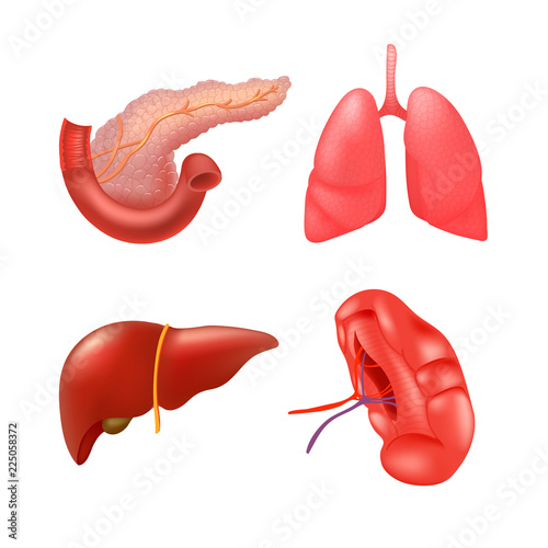 Vector internal organs icon set