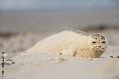 An grey seal (Halichoerus grypus) pup covered with sand laying on the beach of Heligoland- looking to the camera laying in the winter sun. 