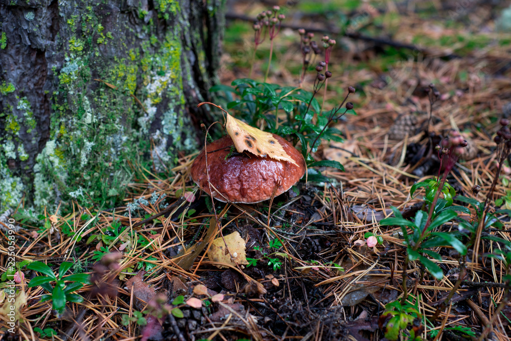 Fototapeta premium Mushroom grows in the forest