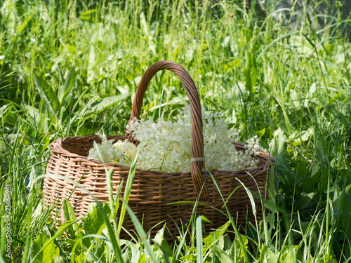 Wooden basket full of elder blossom - healthy herb