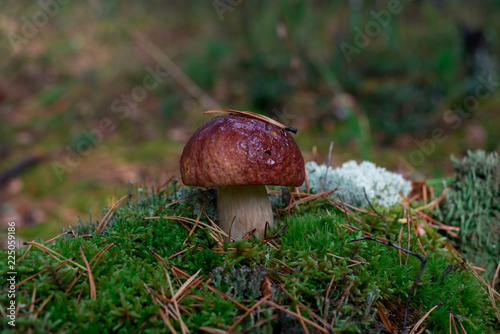 Mushroom grows in the forest