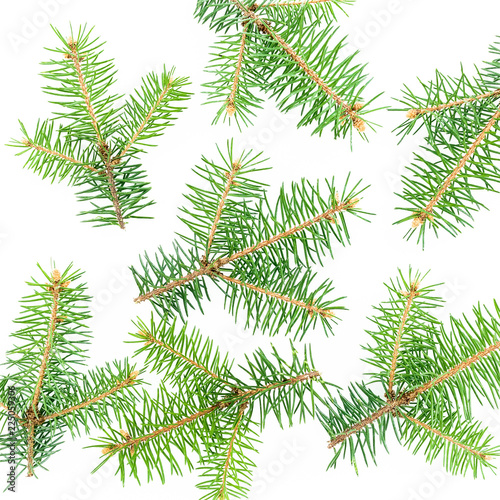 Christmas pattern of fir tree branches on white. New year holiday background. Flat lay  top view
