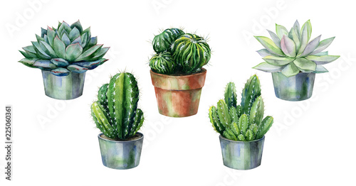Cactus and succulent in pot isolated on white watercolor. Watercolor echeveria illustration  botanical painting of dudleya and zwartkop. Sempervivum art.