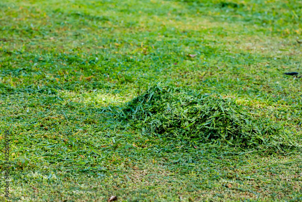 Green Haystack after cutted in the garden Green Haystack after cutted in the garden