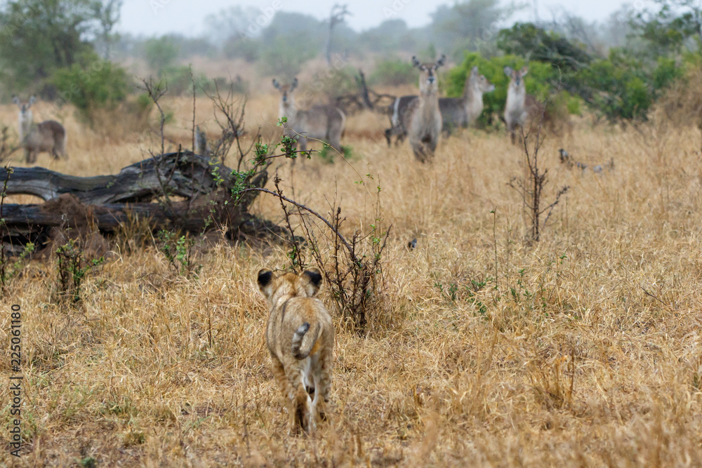 Naklejka premium Lion cub hunting on waterbucks in Kruger National Park in South Africa