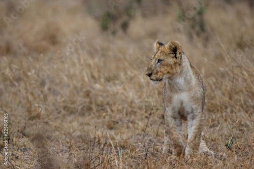 Lion cub sitting in the rain in Kruger National Park in South Africa