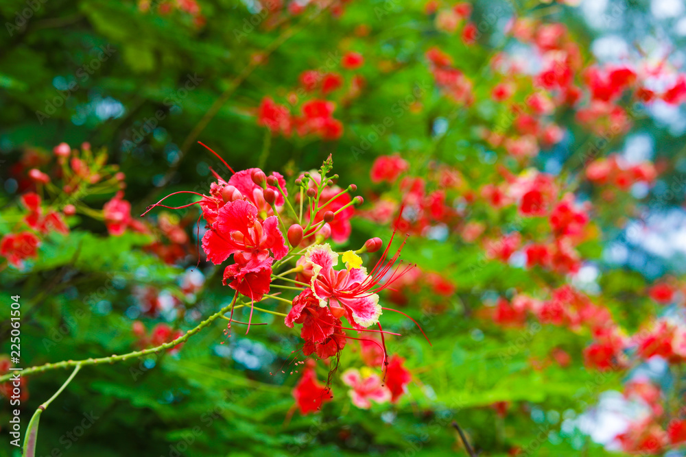 peacock flower,Delonix regia, the flame tree, is a species of flowering plant in the bean family Fabaceae peacock flower,Delonix regia, the flame tree, is a species of flowering plant in the bean family Fabaceae