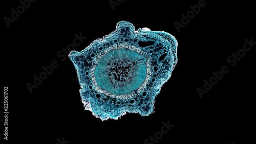 quercus oak stem - cross section cut under the microscope – microscopic view of plant cells for botanic education