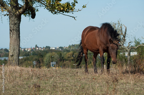 portrait of brown horse grazing in a meadow