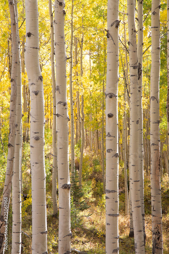 forest in autumn, aspen trees