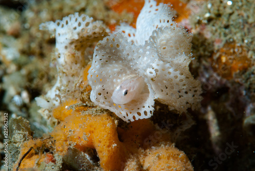 Bryozoan Goby Sueviota bryozophyla