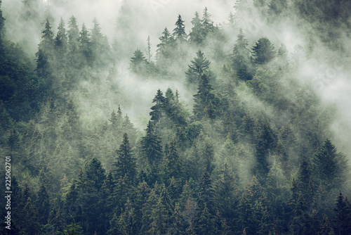 Fototapeta Naklejka Na Ścianę i Meble -  Misty landscape with fir forest in hipster vintage retro style