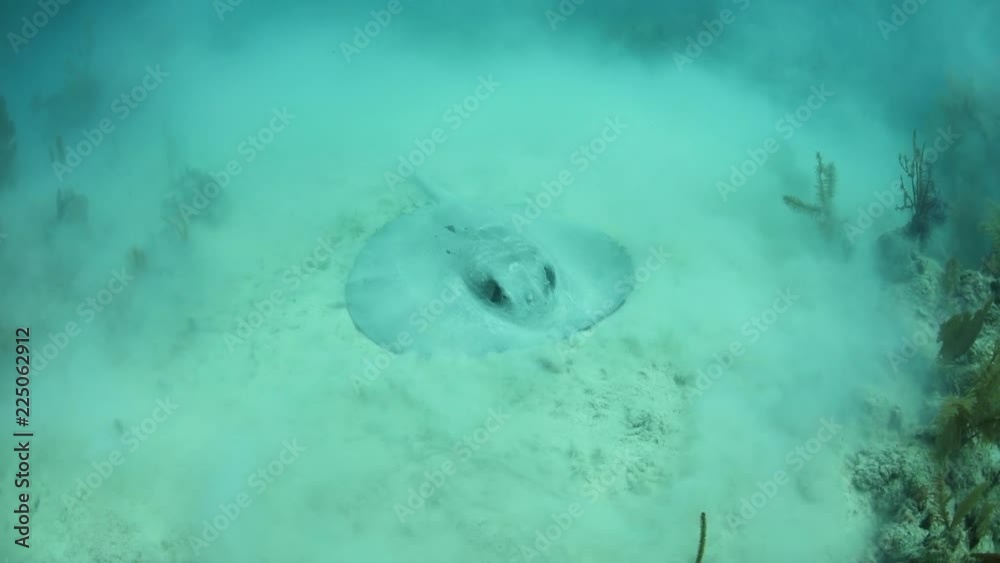 Roughtail Stingray Feeding in Sand in Caribbean Sea Roughtail Stingray Feeding in Sand in Caribbean Sea