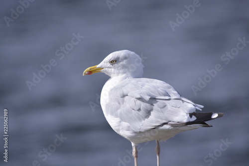 Wallpaper Mural Seagull closeup by the sea Torontodigital.ca