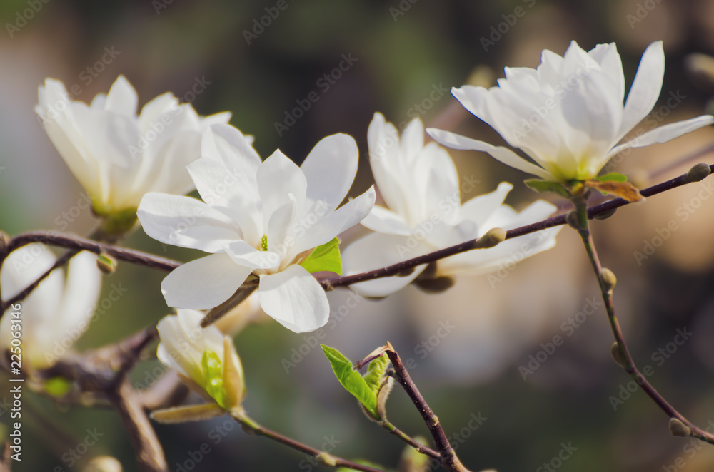 Blossoming of magnolia white flowers in spring time, retro vintage hipster image Blossoming of magnolia white flowers in spring time, retro vintage hipster image