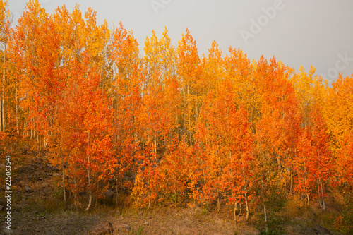 Vibrant fall aspens in western Colorado with colorful yellow and red leaves