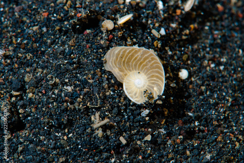 Foraminifera Operculina sp. photo