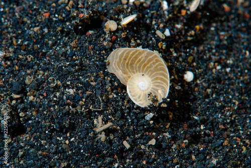 Foraminifera Operculina sp.