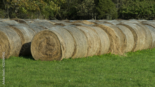 Harvested hay at the edge of the field on the farm