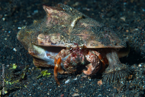 Hermit Crab