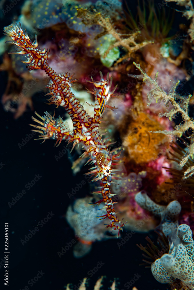 Fototapeta premium Ornate Ghost Pipefish Solenostomus paradoxus