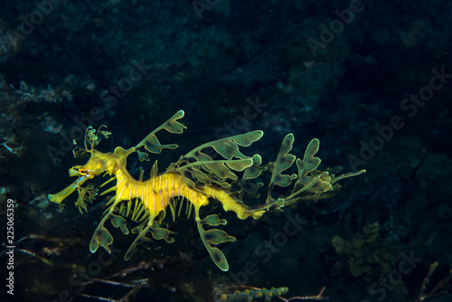 Leafy Seadragon Phycodurus eques photo