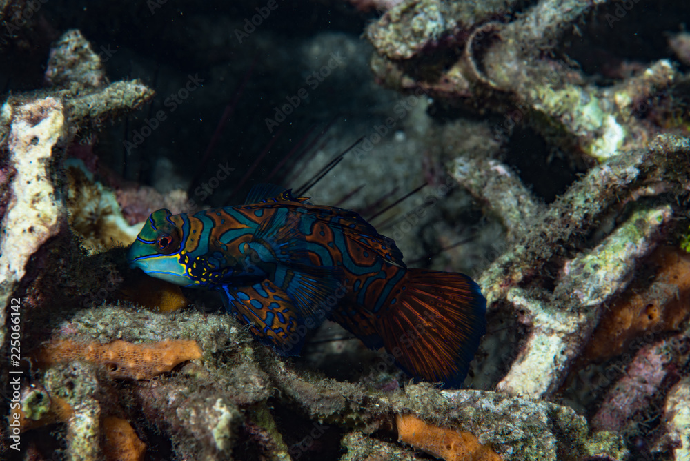 Mandarinfish Synchiropus splendidus Mandarinfish Synchiropus splendidus