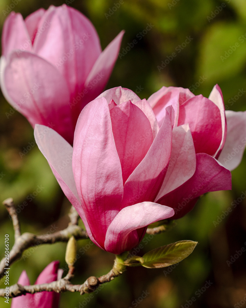 Pink magnolia flowers Pink magnolia flowers