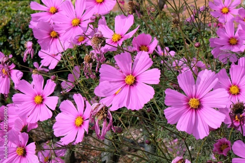 fiore rosa natura giardino petalo flora fiorire primavera viola campo 
