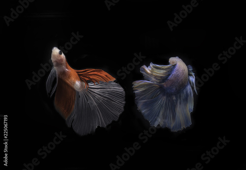 Half moon Betta or Siamese Fighting Fish Swimming Isolated on Black Background